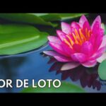 Descubre el significado y simbolismo de la flor de loto en el loto: Guía completa