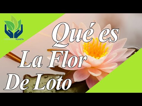 Flor de loto: Significado, origen y belleza de esta flor sagrada